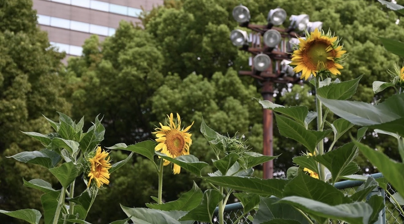 Photograph of sunflowers in front of stadium lights and an office building