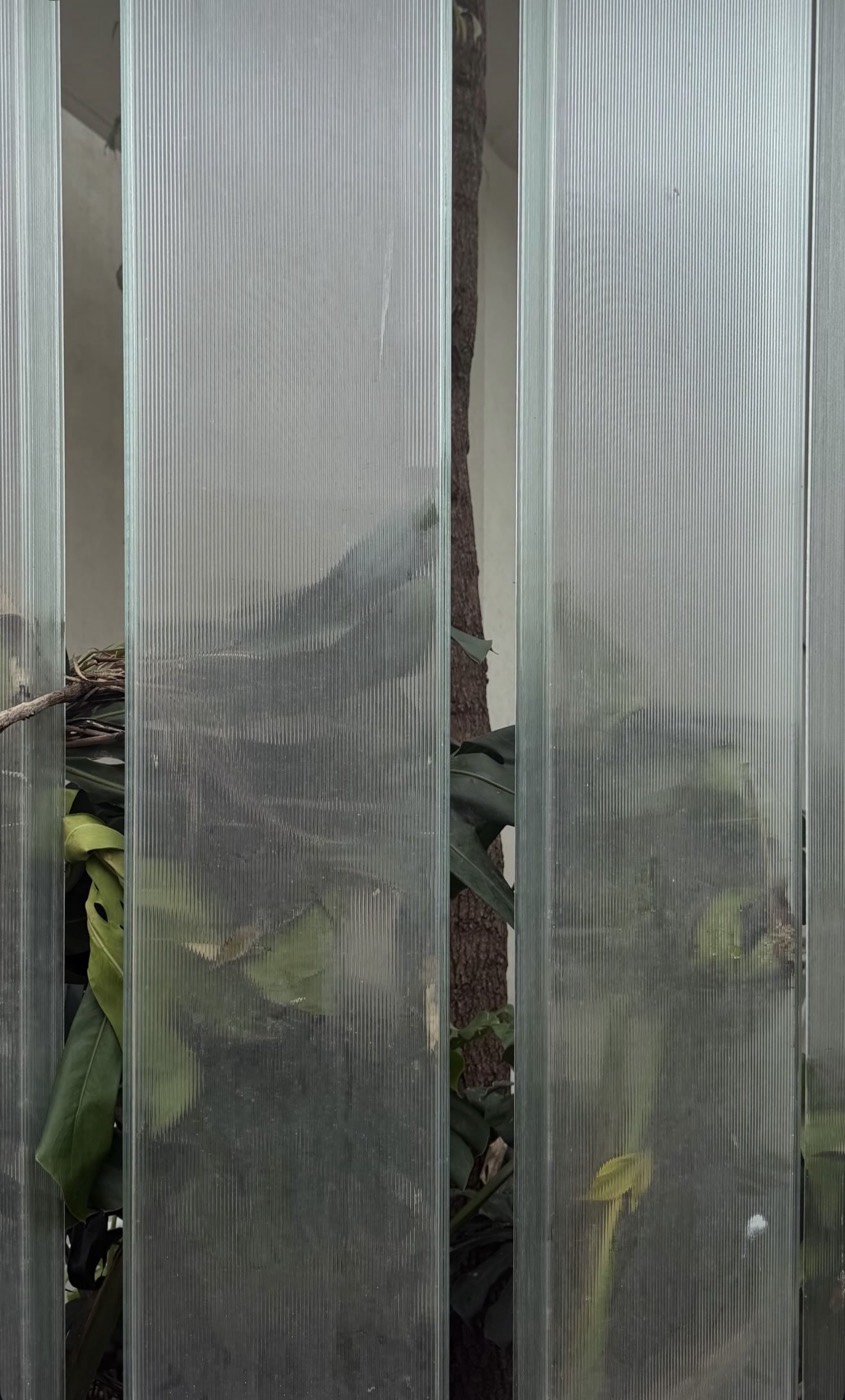 Photograph of monstera leaves pressed behind ribbed glass panels