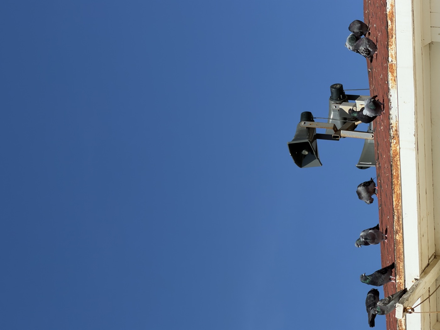 Photograph of pigeons on a rusty roof around mounted loudspeakers under a blue sky