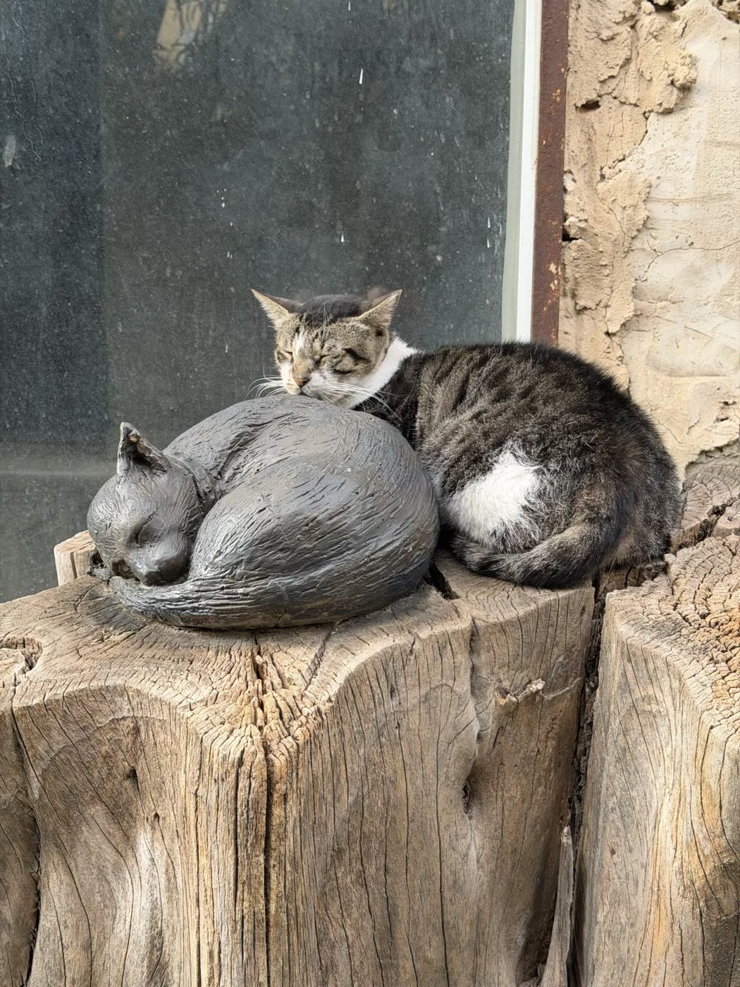 Photograph of a real cat sleeping beside a grey sculpted cat on a weathered trunk