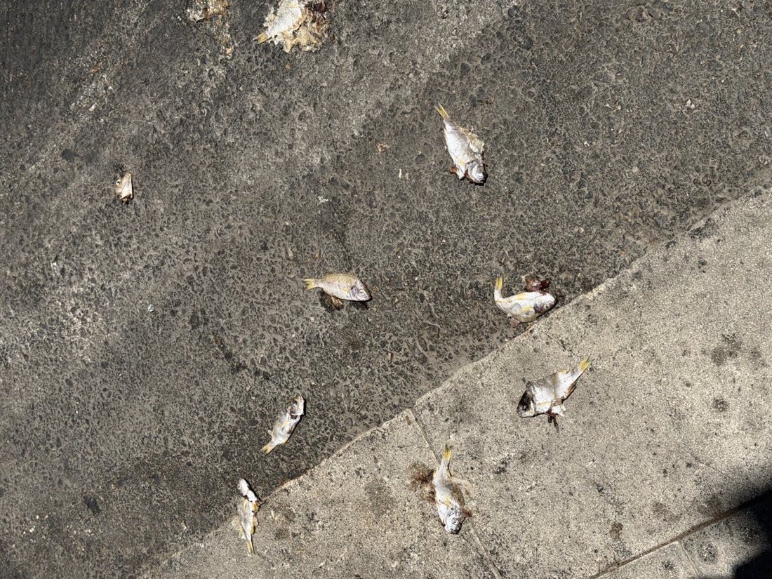 Photograph of small fish scattered on a sunlit pavement