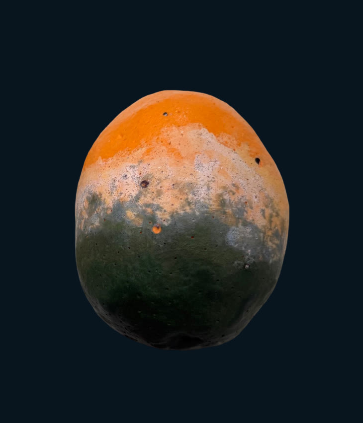 Ceramic orange with green mould on a dark ground